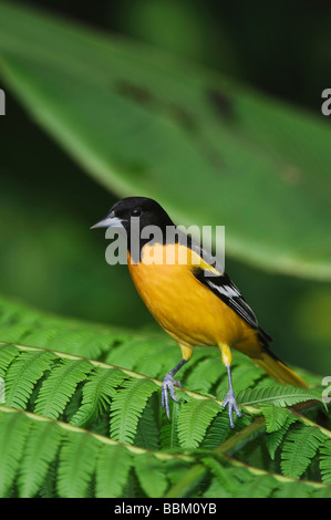 Baltimore Oriole Ikterus Galbula männlichen thront auf Baumfarn Zentraltal Costa Rica Mittelamerika Dezember 2006 Stockfoto