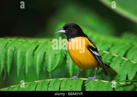 Baltimore Oriole Ikterus Galbula männlichen thront auf Baumfarn Zentraltal Costa Rica Mittelamerika Dezember 2006 Stockfoto