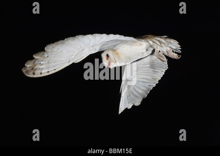 Schleiereule Tyto Alba Erwachsenen Willacy County Rio Grande Valley Texas USA Mai 2007 Stockfoto