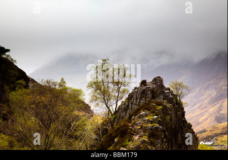 Bäume und Felsen in der MistGlencoe Schottland Stockfoto