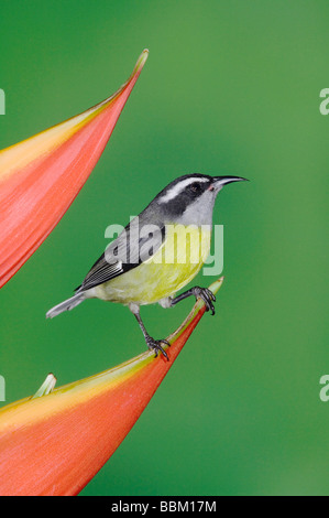 Bananaquit Coereba Flaveola Erwachsenen auf Heliconia Flower Zentraltal Costa Rica Mittelamerika Dezember 2006 Stockfoto