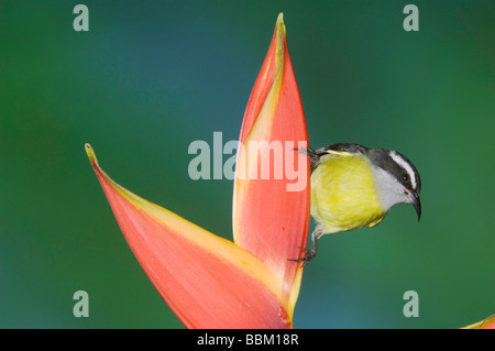 Bananaquit Coereba Flaveola Erwachsenen auf Heliconia Flower Zentraltal Costa Rica Mittelamerika Dezember 2006 Stockfoto