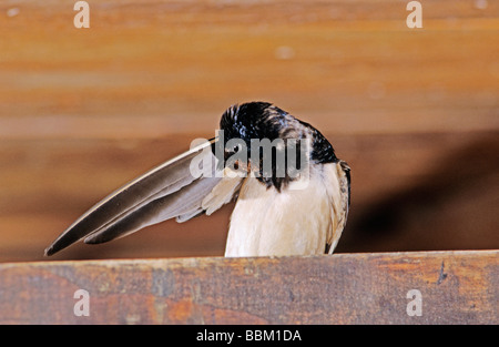 Rauchschwalbe Hirundo Rustica Erwachsenen putzen in der Scheune Oberaegeri Schweiz Juli 1997 Stockfoto