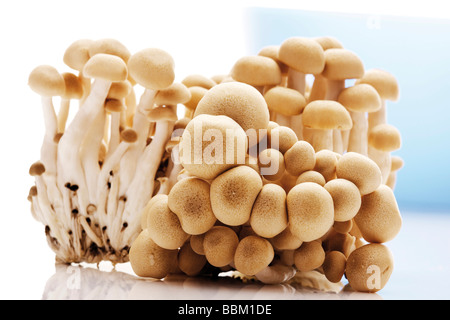 Weiß Buche Pilze, weiß Clamshell Pilze (Hypsizygus Tessulatus) Stockfoto