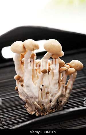 Weiß Buche Pilze, weiß Clamshell Pilze (Hypsizygus Tessulatus) auf einem Holztablett Stockfoto