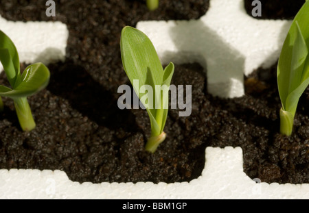 GRÜNE TRIEBE. AUFNAHME DES JUNGEN MAIS PFLANZEN. Stockfoto