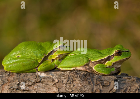 Gemeinsamen Laubfrosch (Hyla Arborea) Stockfoto