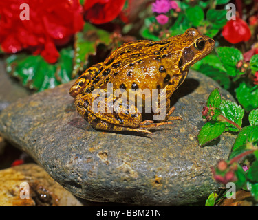 GEMEINSAMEN Frosch Rana Temporia SITTING ON Stein im BLUMENBEET Stockfoto