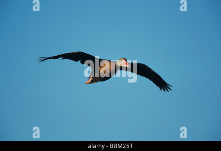 Schwarzbäuchigen Pfeifen-Ente Dendrocygna Autumnalis Erwachsenen während des Fluges Schweißer Wildlife Refuge Sinton Texas USA Juni 2005 Stockfoto