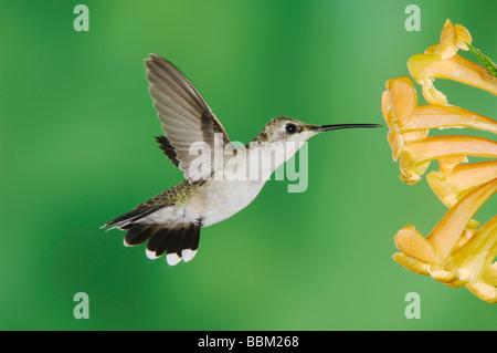 Schwarz chinned Kolibri Archilochos Alexander weibliche Fütterung auf gelbe Trompete Flower Tecoma Stans Tucson Arizona USA Stockfoto