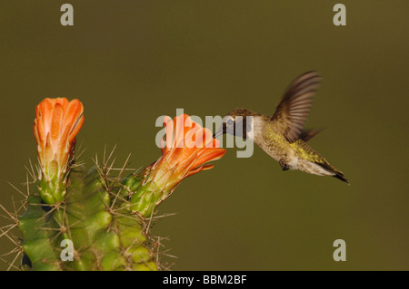 Schwarzer-chinned Kolibri Archilochos Alexander Männchen im Flug Fütterung auf Claret Cup Kakteen Echinocereus Triglochidiatus Texas Stockfoto