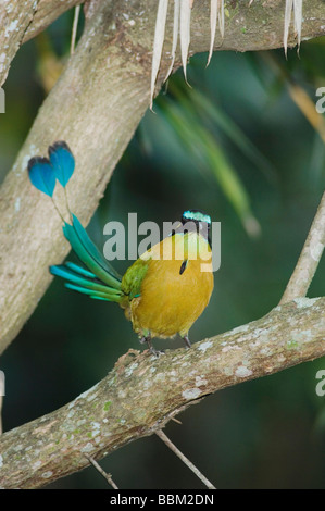 Blau gekrönter Motmot Momotus Momota Erwachsenen thront Zentraltal Costa Rica Mittelamerika Dezember 2006 Stockfoto