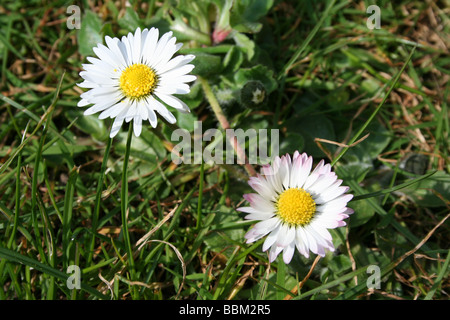 Gänseblümchen Stockfoto