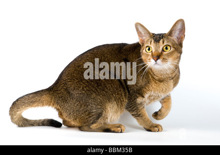 Katze im Studio auf einem neutralen Hintergrund Stockfoto