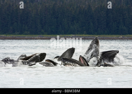Humpack Wale bubble net Fütterung (Impressionen Novaeangliae), Bartenwale, Inside Passage, Alaska, USA Stockfoto
