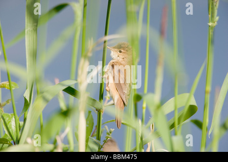 Eurasische Reed Warbler Acrocephalus Scirpaceus gelegen am Rand von Röhricht Stockfoto