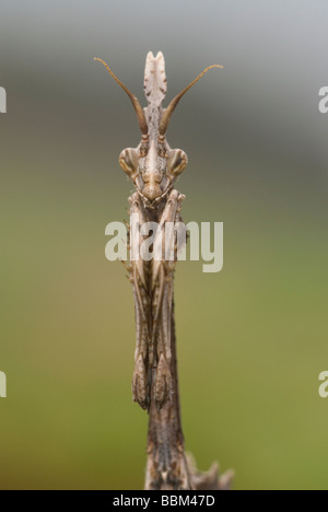 Conehead Mantis (Empusa Pennata) Stockfoto