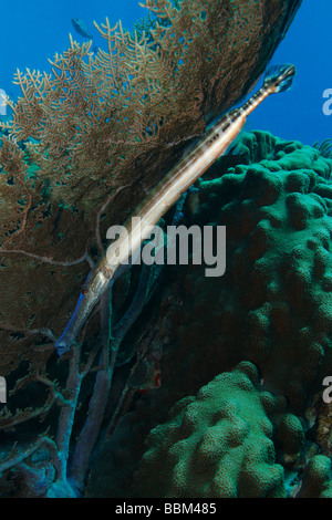 Trumpetfish Aulostomus Maculatus unter einem Gorgonien Stockfoto