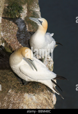 Ein paar Tölpel, nisten auf einem Felsvorsprung im Bempton Cliffs Naturreservat in der Nähe von Bridlington, East Yorkshire, UK Stockfoto