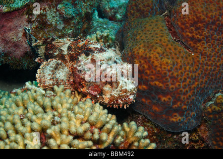 Gefleckte Scorpionfish Scorpaena Plumieri ruht auf einem Korallenriff Stockfoto