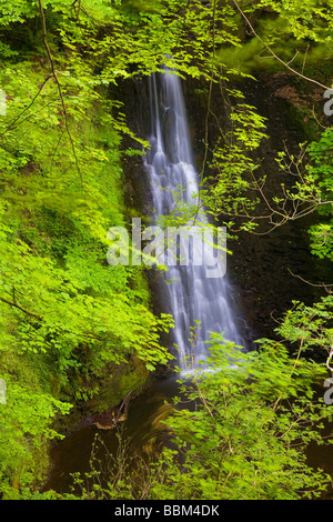 Die spektakuläre fallen Foss Wasserfall, umrahmt von lebendigen bunten Frühling Laub. Stockfoto