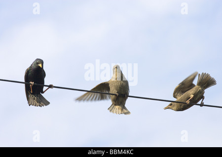 Eltern und Jugendliche gemeinsame Starling Sturnus Vulgaris sitzen auf Telefon-Draht, die darauf warten, von übergeordneten Vogel füttern Stockfoto