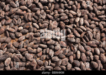 Rohe Kakaobohnen trocknen in der Sonne in Grenada in der Karibik Stockfoto