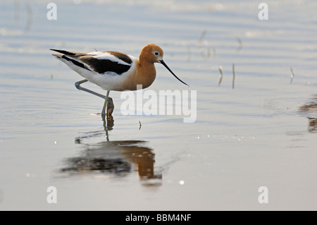 Dieses Bild ist eine amerikanische Säbelschnäbler Shorebird waten im seichten Wasser am Rande eines ruhigen Sees in Alberta, Kanada Stockfoto