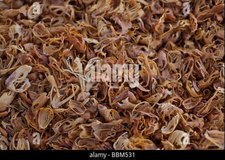 Nahaufnahme der Klingen von getrocknete Muskatblüte, Aril (lacy Bedeckung) Muskatnuss Schale Stockfoto