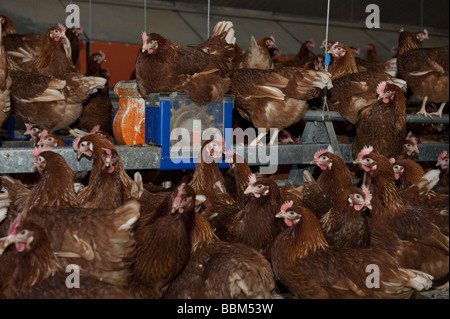 Freie Auswahl Ei Legehennen in Geflügel-Wohnanlage Stockfoto