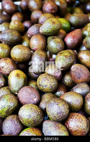 Hass Avocados auf Verkauf in den Borough Market in London. Stockfoto