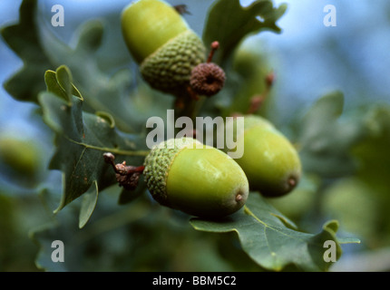 Pedunculate oder englischer Eiche Eicheln Quercus Robur, Fagaceae Stockfoto