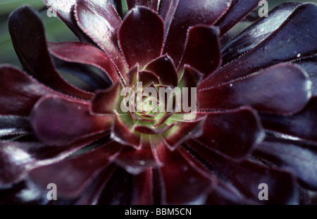 Lila Crest Aeonium oder schwarzen Baum Aeonium, Aeonium Arboreum Var Atropurpureum, Marokko, Nordafrika Stockfoto