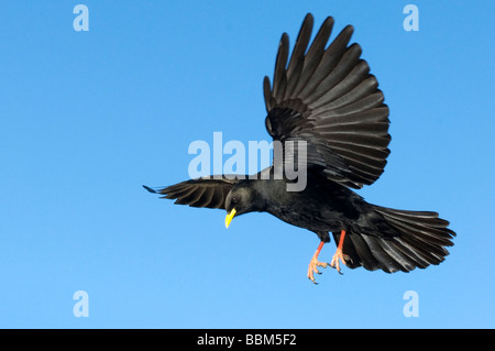 Alpine Alpenkrähe (Pyrrhocorax Graculus), Schwaz, Tirol, Österreich, Europa Stockfoto