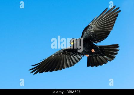 Alpine Alpenkrähe (Pyrrhocorax Graculus), Schwaz, Tirol, Österreich, Europa Stockfoto