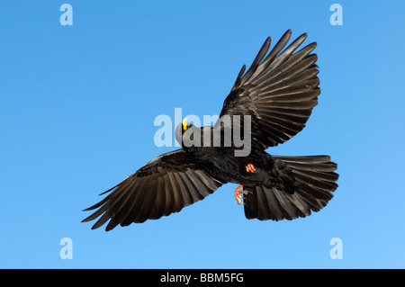 Alpine Alpenkrähe (Pyrrhocorax Graculus), Schwaz, Tirol, Österreich, Europa Stockfoto