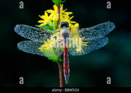 Ruddy Darter (Sympetrum Sanguineum), Filz, Wörgl, Tirol, Österreich, Europa Stockfoto