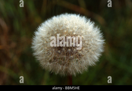 Löwenzahn Samen Kopf, Taraxacum Officinale Sekte Vulgaria Stockfoto