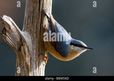 Eurasische Kleiber (Sitta Europaea), Stans, Tirol, Österreich, Europa Stockfoto