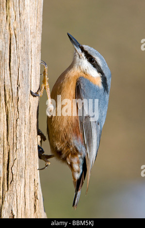 Eurasische Kleiber (Sitta Europaea), Stans, Tirol, Österreich, Europa Stockfoto