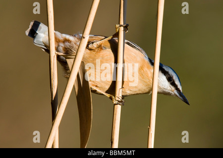 Eurasische Kleiber (Sitta Europaea), Stans, Tirol, Österreich, Europa Stockfoto