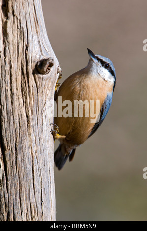 Eurasische Kleiber (Sitta Europaea), Stans, Tirol, Österreich, Europa Stockfoto