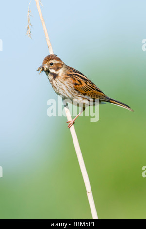 Weibliche Reed Bunting Reed Stamm gehockt Stockfoto