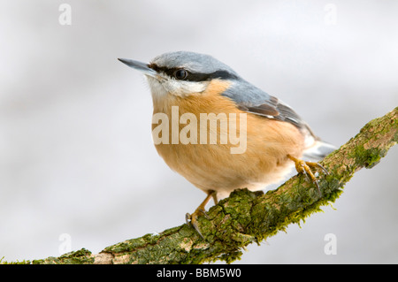 Eurasische Kleiber (Sitta Europaea), Stans, Tirol, Österreich, Europa Stockfoto