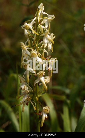 Größere Schmetterling Orchidee, Platanthera Chlorantha, Orchidaceae Stockfoto