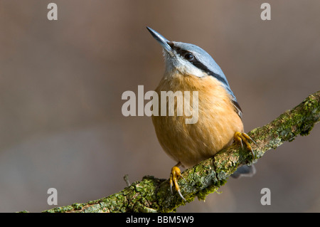 Eurasische Kleiber (Sitta Europaea), Stans, Tirol, Österreich, Europa Stockfoto