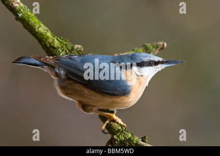 Eurasische Kleiber (Sitta Europaea), Stans, Tirol, Österreich, Europa Stockfoto