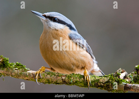 Eurasische Kleiber (Sitta Europaea), Stans, Tirol, Österreich, Europa Stockfoto