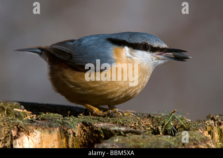 Eurasische Kleiber (Sitta Europaea), Stans, Tirol, Österreich, Europa Stockfoto