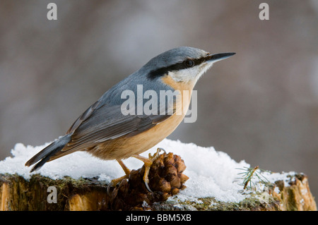 Eurasische Kleiber (Sitta Europaea), Stans, Tirol, Österreich, Europa Stockfoto